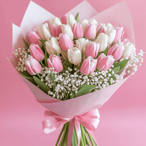Pink and White Tulip